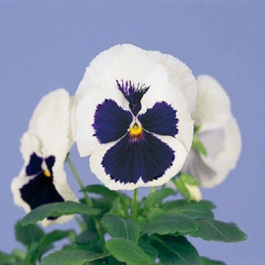 Pansy Seeds 50 Pack - Viola tricolor Majestic Blue & White Flower Seeds for Garden Beds, Borders & Containers