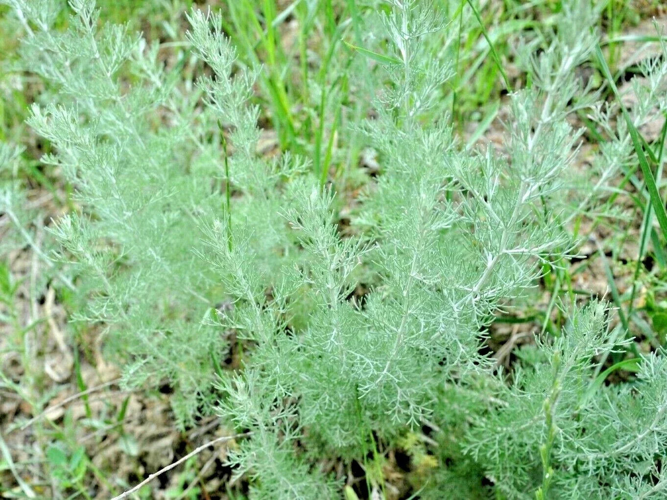 2000+ Wormwood Seeds, Artemisia absinthium, Perennial Herb for Pest & Mosquito Repellent, Medicinal Garden Seeds