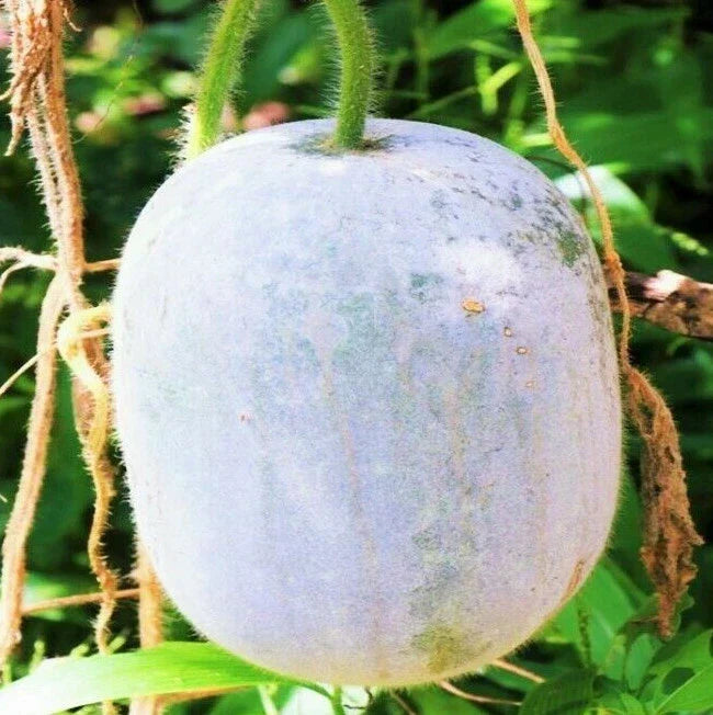 Giant White Skin Winter Melon Seeds | Benincasa hispida | Asian Vegetable Seeds for Winter Harvest | Pack of 20