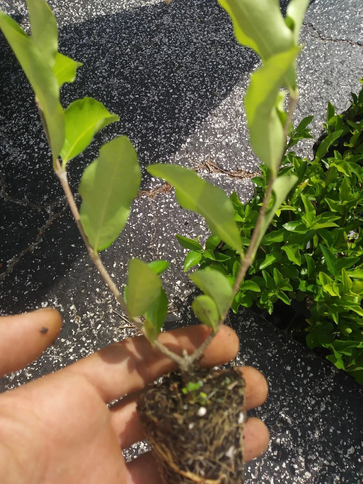 Acerola Cherry Tree Plant - Live Pesticide-Free Barbados Variety - Malpighia emarginata - Tropical Fruit Tree for Garden