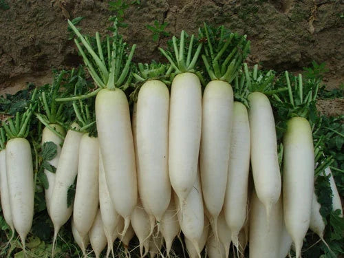 White Icicle Radish Seeds - 5 Inch Fruit, Crisp & Mild Flavor, Raphanus sativus, Vegetable Seeds for Garden & Container Growing