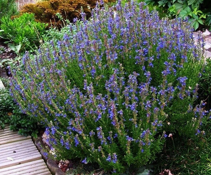 Hyssop Herb Seeds - 100 Count Packet - Aromatic Culinary & Decorative Plant - Hyssopus officinalis