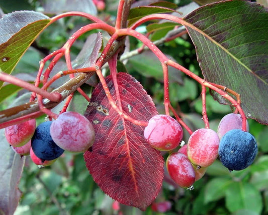 Organic Black Hawberry Seeds - Viburnum prunifolium - Fruiting Shrub Seeds for Landscaping & Wildlife Gardens - 20 Count