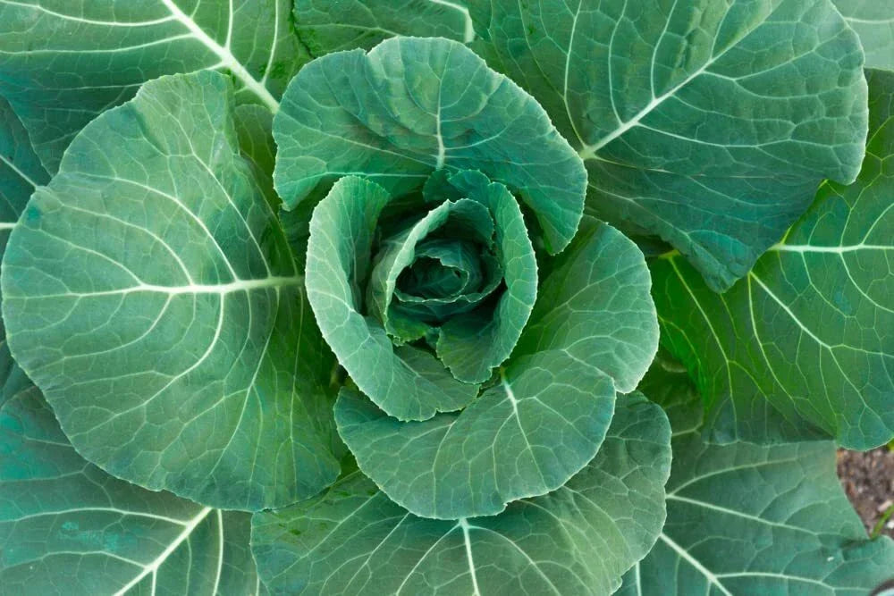 Collard Green Seeds - 100 Count Georgia Variety - High Yield Brassica oleracea - Non-GMO Heirloom for Home Gardening