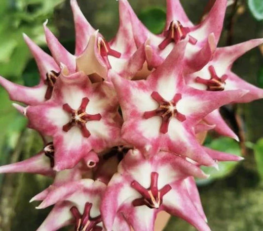 Hoya Plant – Indoor Houseplant with Clusters of Flowers – Hoya Kaimuki – Active New Growth – Green Foliage