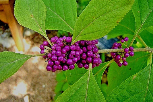 Live Plants - Purple American Beautyberry Bush Shrub Callicarpa Americana - 2 Pack, Vibrant Purple Berries, Deciduous Garden Shrubs
