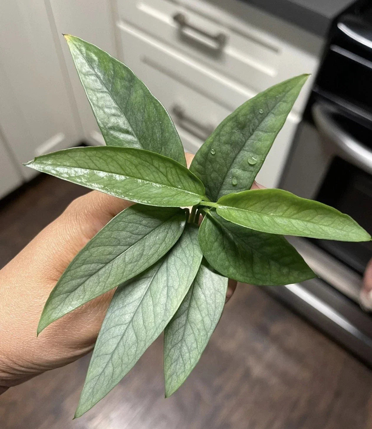 Epipremnum Cebu Blue Cuttings Pack of 5 – Tropical Houseplant Propagation, Blue-Green Foliage, Indoor Climbing Vine, Epipremnum pinnatum 'Cebu Blue'
