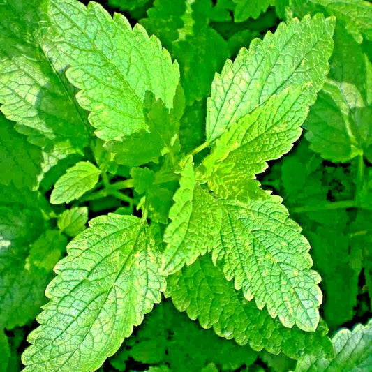 Lemon Balm Citronella Seeds – Non-GMO Perennial Herb for Mosquito Repellent, Melissa officinalis, 2000+ Seeds