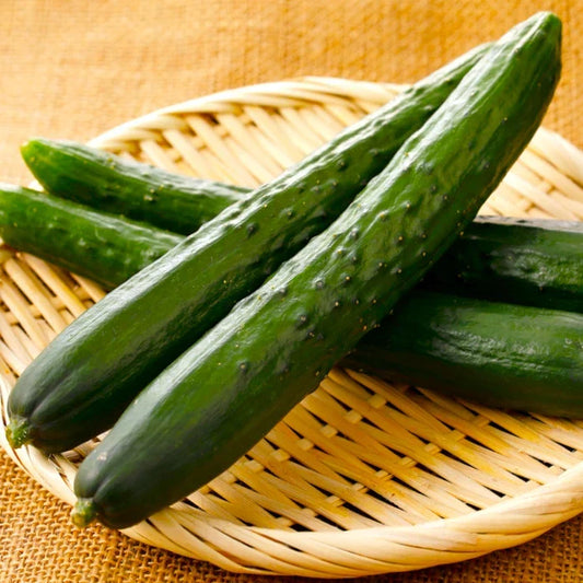 Japanese Long Burpless Cucumber Seeds - Seed Packet, Cucumis sativus, Heirloom, Seedless, for Home Garden, Salad & Pickling