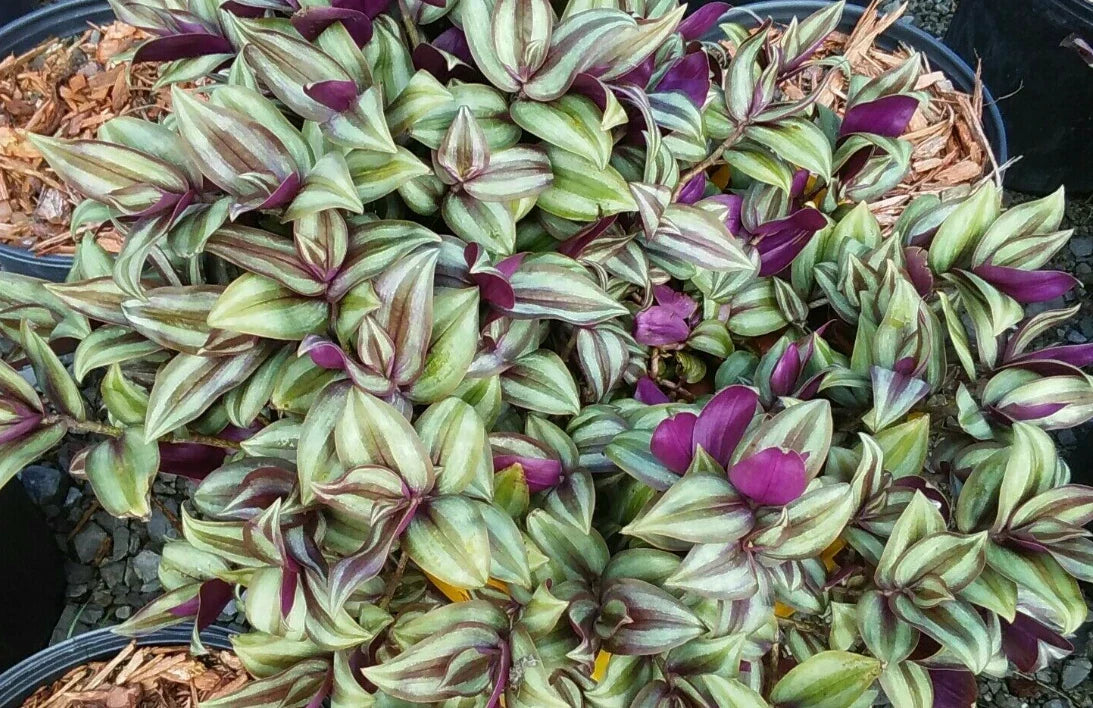5pc Tradescantia pallida Purple Heart Cuttings | Live Indoor Houseplant for Home Decor and Propagation