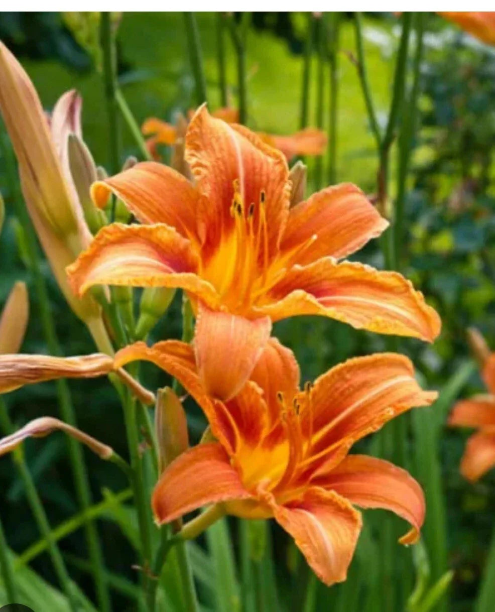 Daylily Big Roots Plants – Tawny Ditch Lily (Hemerocallis fulva) – 40 Roots for Garden Beds & Borders – Free Shipping