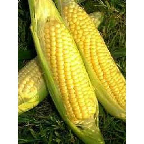 Golden Bantam Sweet Corn Seeds - Heirloom Non-GMO Zea mays for Home Garden, Bountiful Harvest, Full Sun, Pack of 50
