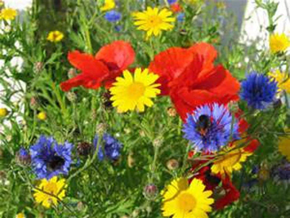 Wildflower Seed Mix 2oz for Borders & Gardens, Native Wildflowers, Pollinator-Friendly, Non-GMO, Easy to Grow