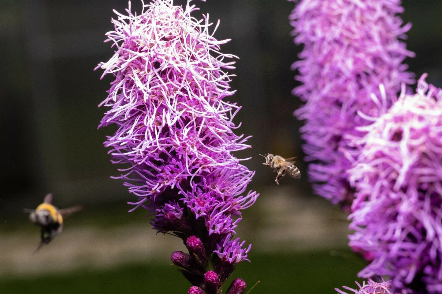Kobold Dense Blazing Star Seeds - 25+ Liatris spicata Perennial Flower Seeds for Garden, Purple Blooms, Attracts Pollinators