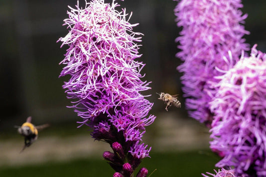 Kobold Dense Blazing Star Seeds - 25+ Liatris spicata Perennial Flower Seeds for Garden, Purple Blooms, Attracts Pollinators