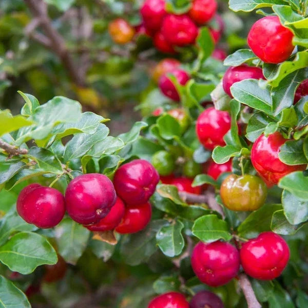 Barbados Cherry Plant Live Starter – Acerola Cherry Tree with Bright Red Fruits – High Vitamin C – Malpighia emarginata