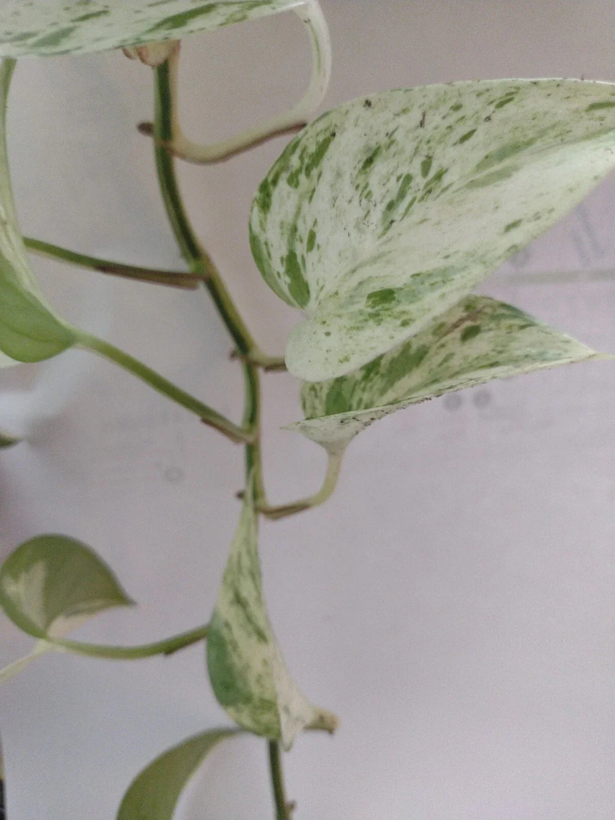 Pothos Cuttings 2-3 Nodes Non-Rooted Epipremnum Aureum Green Houseplant Propagation Clippings