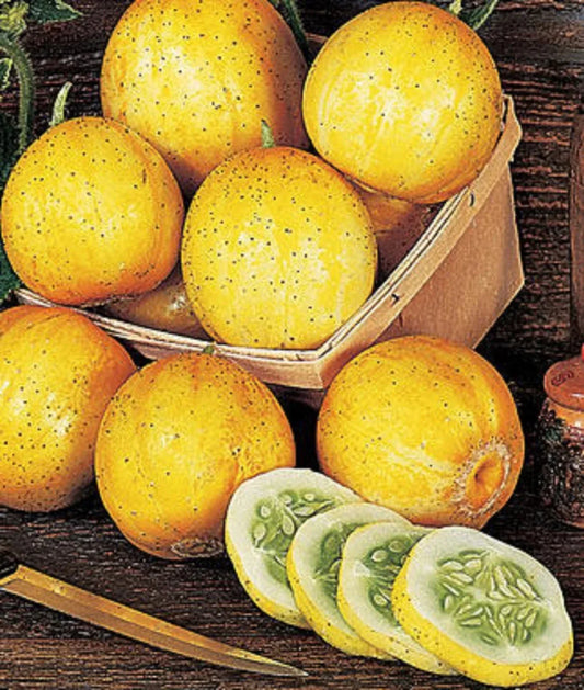 Lemon Cucumber Seeds - 50+ Heirloom Non-GMO Cucumis sativus Rare Variety for Salads & Pickling