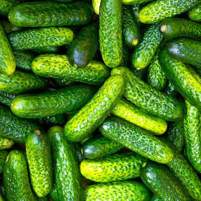 Gherkin Cucumber Seeds - Parisian Variety, French Cornichon, Cucumis sativus, Seed Packet for Pickling & Home Gardens