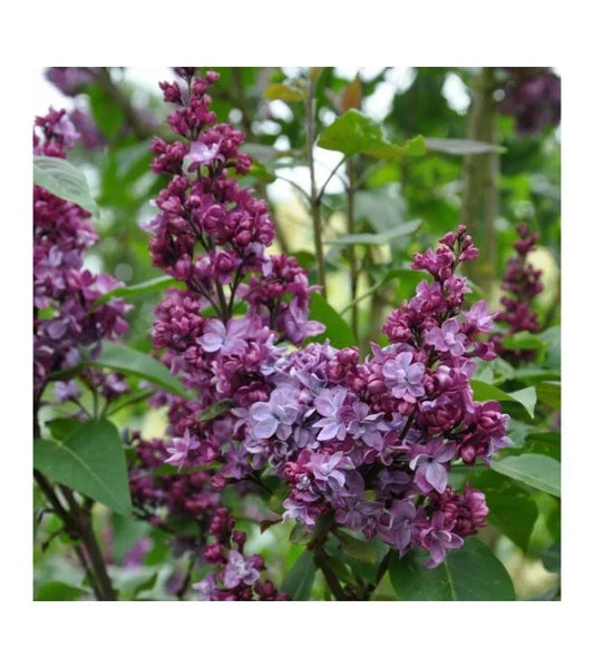 Lilac Live Plant - Adelaide Dunbar Variety - Fragrant Purple Flowers - Syringa vulgaris - Garden Shrub
