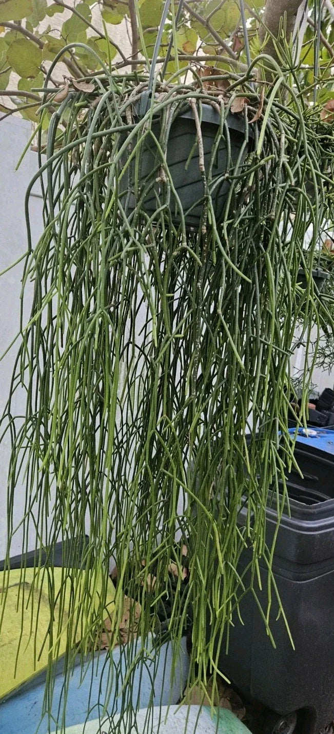 Rhipsalis Cuttings - 6 Epiphytic Cactus Stem Cuttings with White Blooms - Rhipsalis baccifera ssp. baccifera Indoor Plant Collection