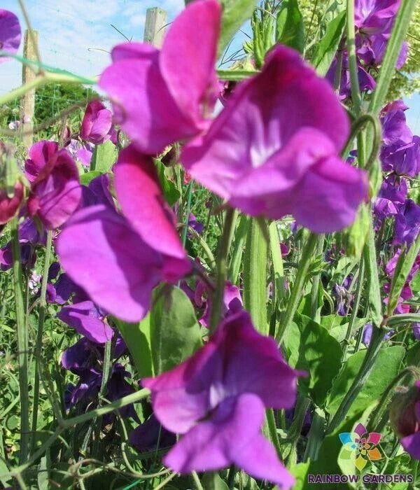 Violet Queen Sweet Pea Seeds - Climbing Flower Pack with 50+ Non-GMO Lathyrus odoratus for Garden, Trellis, Fences, Cut Flowers