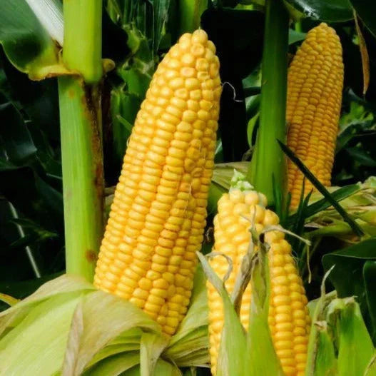Honey Select Triple Sweet Corn Seeds - Zea mays - AAS Winner, Sweet, Tender, 30+ Seeds for Home Garden & Farming
