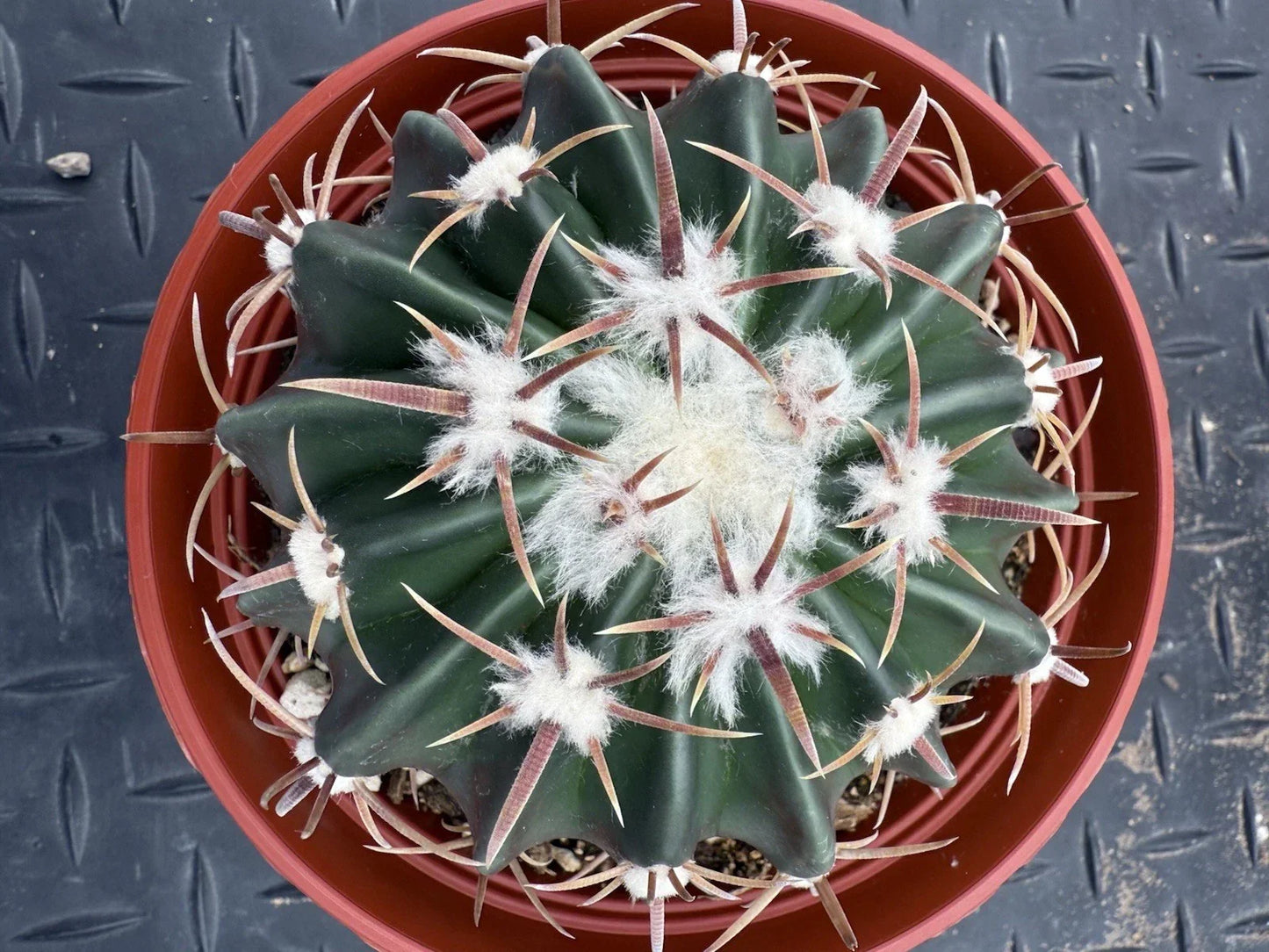 Echinocactus texensis Cactus - Horse Crippler - 6-Inch Pot - Cold Hardy Drought-Tolerant Succulent Plant
