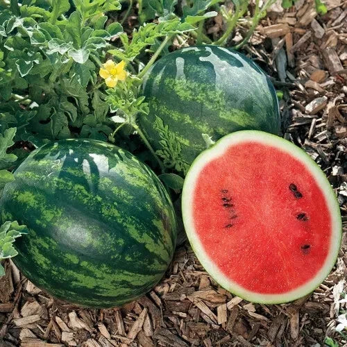 Mini Love Watermelon Seeds - 50+ Pack, Citrullus lanatus, Small Sweet Watermelons for Container Gardening, Homegrown Fruit