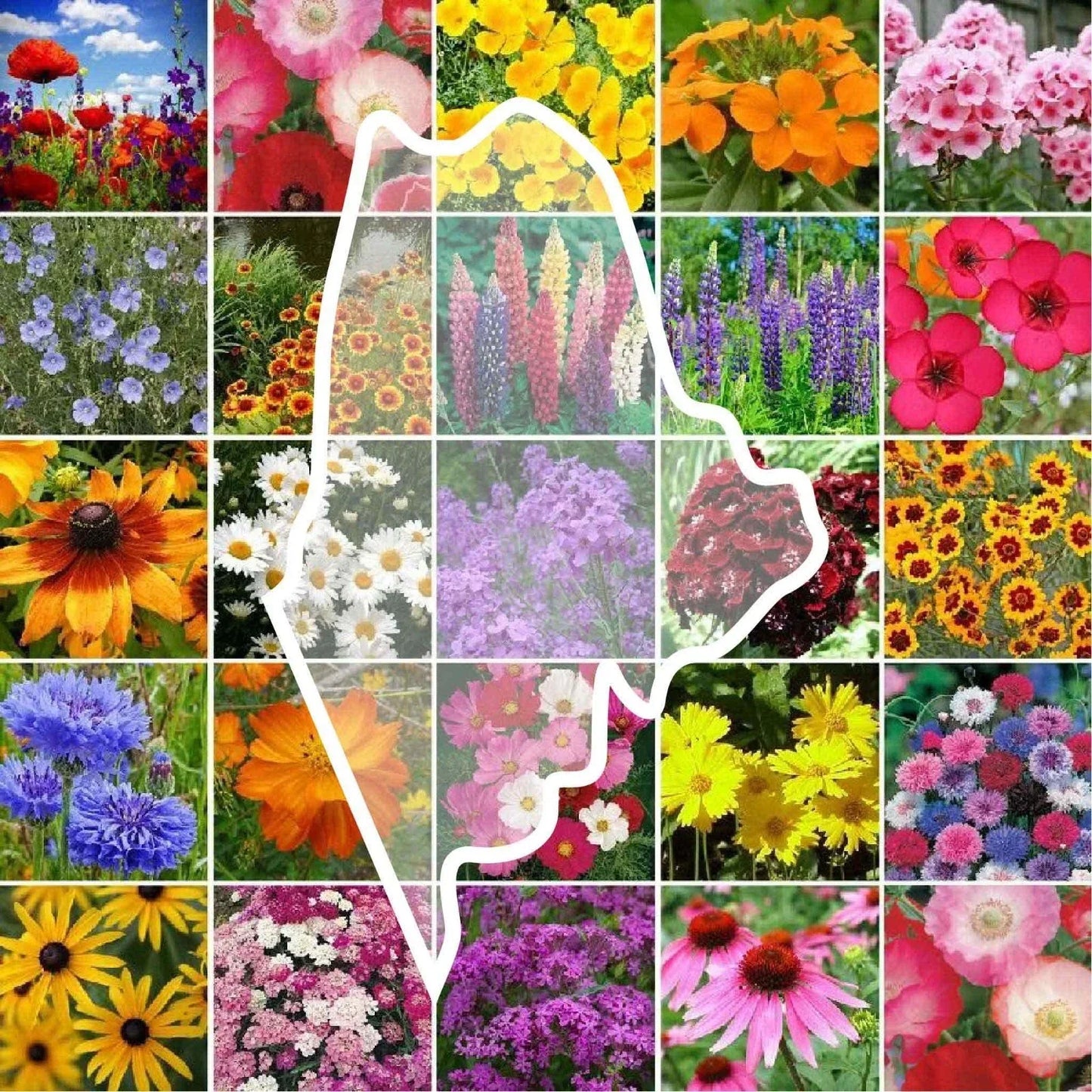 Wildflower Seed Packet - Maine State Flower Mix - Native Perennials & Annuals - Non-GMO Seeds - 1000 Seeds for Pollinators