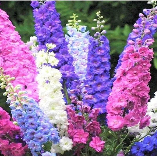 Delphinium Seeds - 50 Pack Rocket Mix Perennial Flower Seeds - Delphinium elatum - Garden Border, Cut Flower, Pollinator Attracting