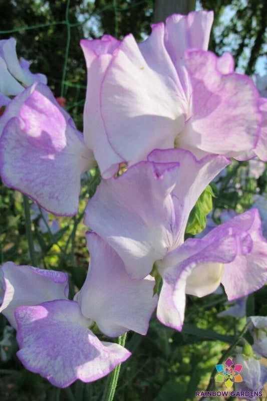 Margaret Hastie Sweet Pea Seeds - 50+ Pack, Fragrant Light Pink & Cream Flowers, Climbing Vine, Lathyrus odoratus, Garden Planting