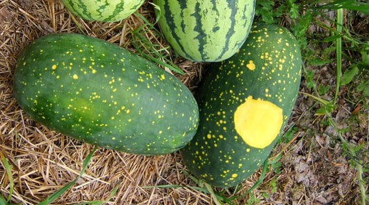Moon and Stars Watermelon Seeds - 50+ Pack, Citrullus lanatus, Heirloom, Sweet Juicy Fruit, Garden Planting, Non-GMO, USA Grown