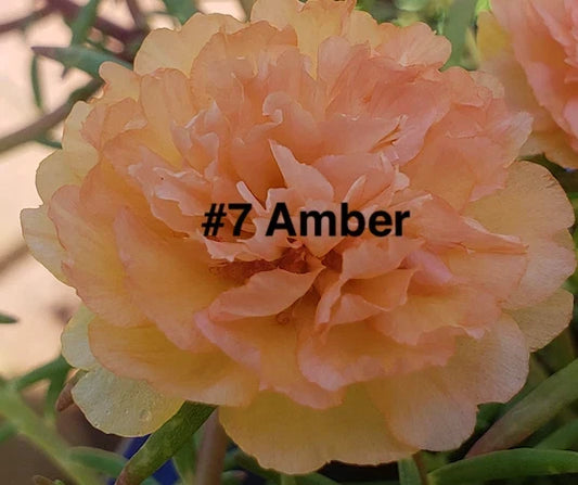 Moss Rose Cuttings, Amber, 10 Unrooted Portulaca Grandiflora Succulent Ground Cover Plants