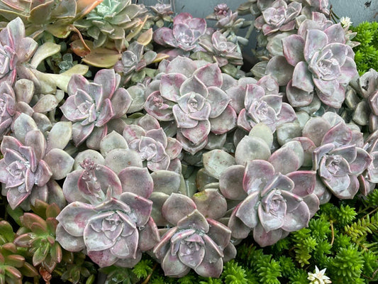 Graptopetalum "Purple Delight" Succulent Cuttings – 2 Live Indoor Plants, Rosette Shape, Low Maintenance, Well-Drained Soil, Bright Light