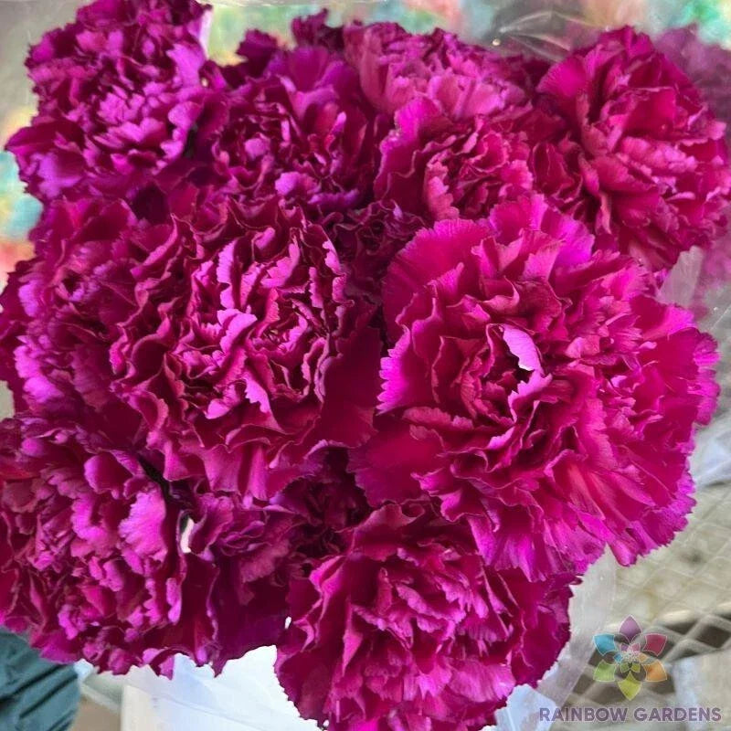 Southern Pink Carnation Seeds - 200+ Premium Dianthus caryophyllus for Garden Planting, Vibrant Pink Blooms, Fragrant, Easy to Grow