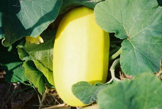 Organic Spaghetti Squash Seeds - 10 Pack, Non-GMO, Cucurbita pepo, Vegetable for Home Gardening, Full Sun, Easy to Grow