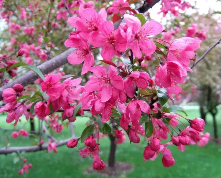Prairifire Crabapple Seeds - 25+ Malus 'Prairifire' Ornamental Tree Seeds for Garden Planting, Pink Flowers, Pollinator Attractant