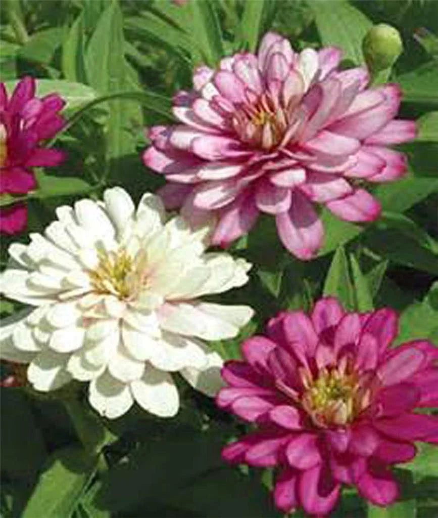 Zinnia Seeds Pack 100+ Mixed Colors Bright & Beautiful Zinnia elegans for Garden, Borders, and Cut Flowers