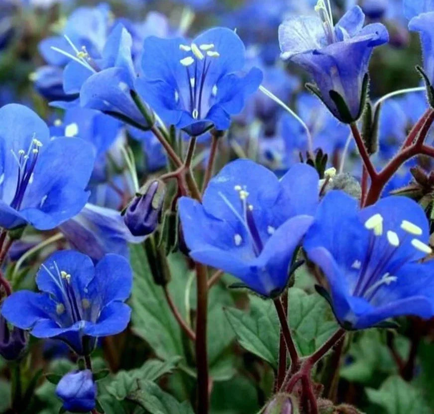 California Blue Bells Seeds – Annual Wildflower Seeds for Garden, Phacelia campanularia, Vibrant Blue Blooms, Attract Pollinators, 2000+ Seeds