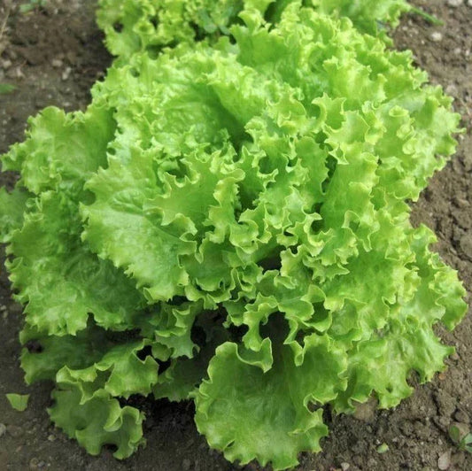 Loose Leaf Lettuce Seeds - Green Salad Bowl Heirloom Variety, Lactuca sativa, 600-8,000 Seeds for Home Gardens and Containers