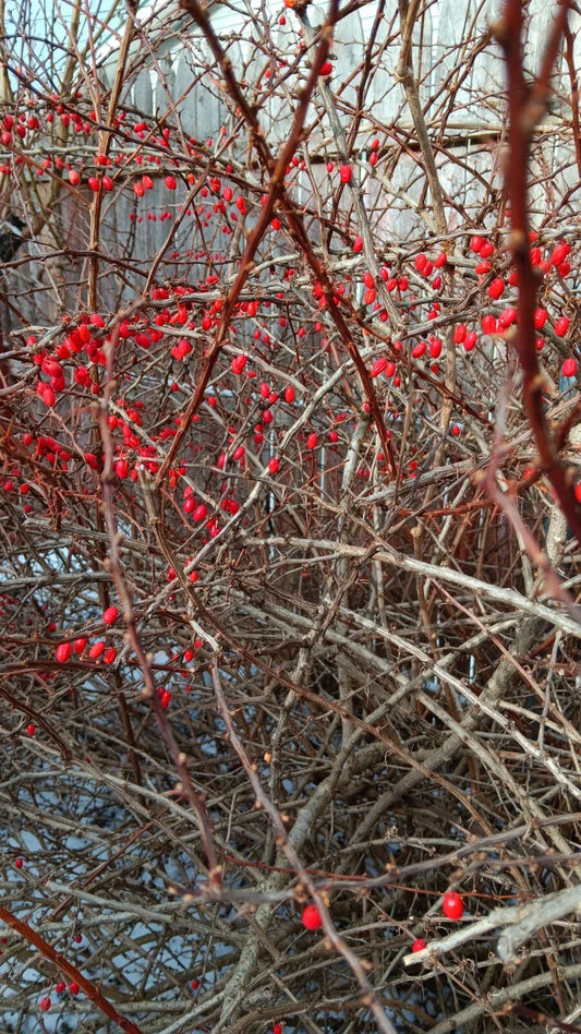 Japanese Barberry Bush Cuttings – 6 Organic Edible Berry Stems – Berberis thunbergii – Vibrant Foliage and Edible Berries for Garden Cultivation