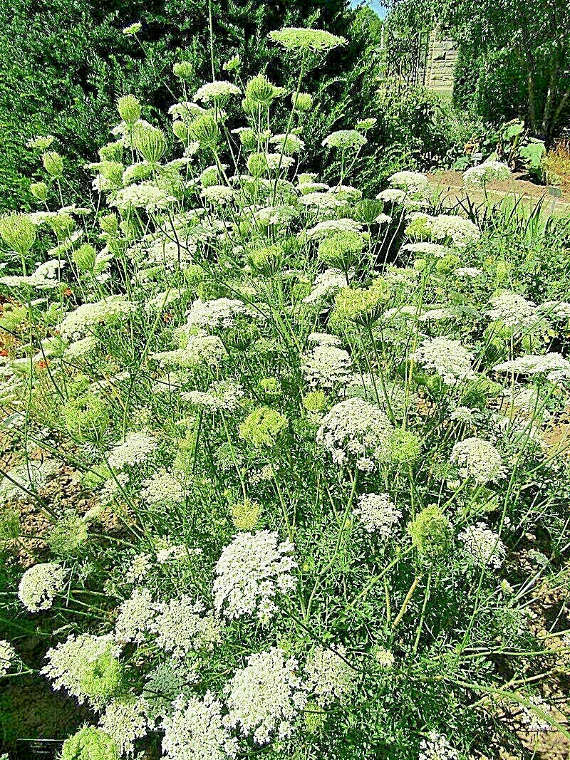 Queen Anne's Lace Seeds - Bulk 1005 Seeds - Wildflower, Daucus Carota, White Flower Clusters, Attracts Pollinators