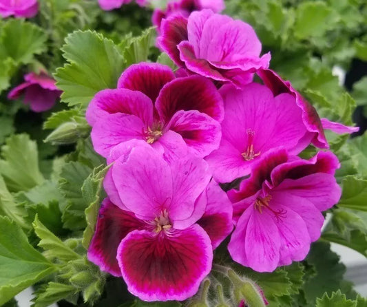 Organic Martha Washington Geranium Cuttings - Rose-Pink Pelargonium, 6 Pack for Indoor & Garden Growth