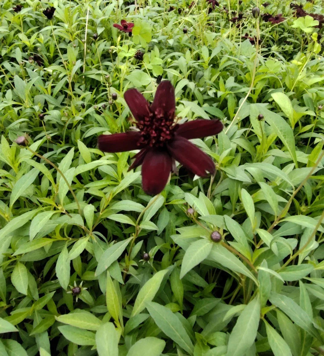 Chocolate Cosmo Live Starter Plug Plant - Cosmos atrosanguineus with Dark Brown Flowers for Garden, Container & Border
