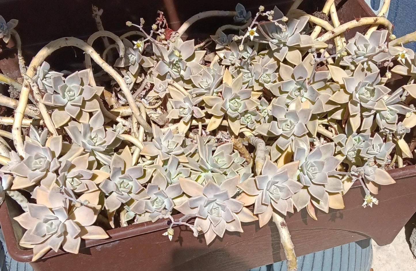 Ghost Graptopetalum Succulent Live Rooted Cuttings – Easy Care Plant, Pale Leaves, Graptopetalum paraguayense, Low Maintenance
