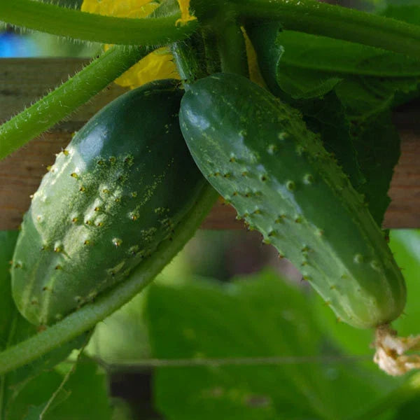 Double Yield Pickling Cucumber Seeds – Cucumis sativus, Vining, Non-GMO, for Home Garden, Container & Raised Bed Planting