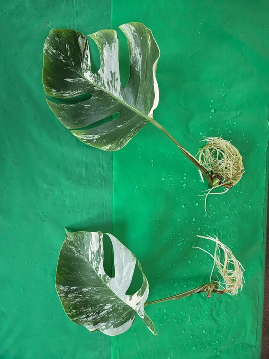 Monstera Albo Borsigiana Cutting - Rooted Variegated Houseplant - Rare Monstera Deliciosa Var. Albo for Indoor Decor