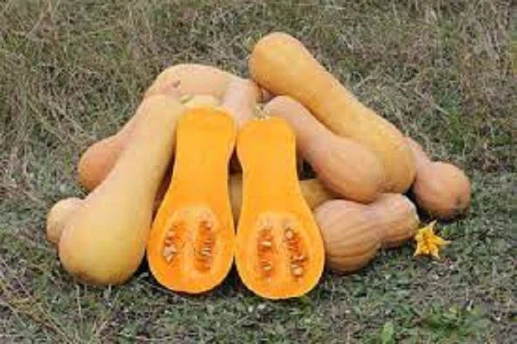 Premium Waltham Butternut Winter Squash Seeds – Heirloom, Organic, Non-GMO, Cucurbita moschata, Pack of 25
