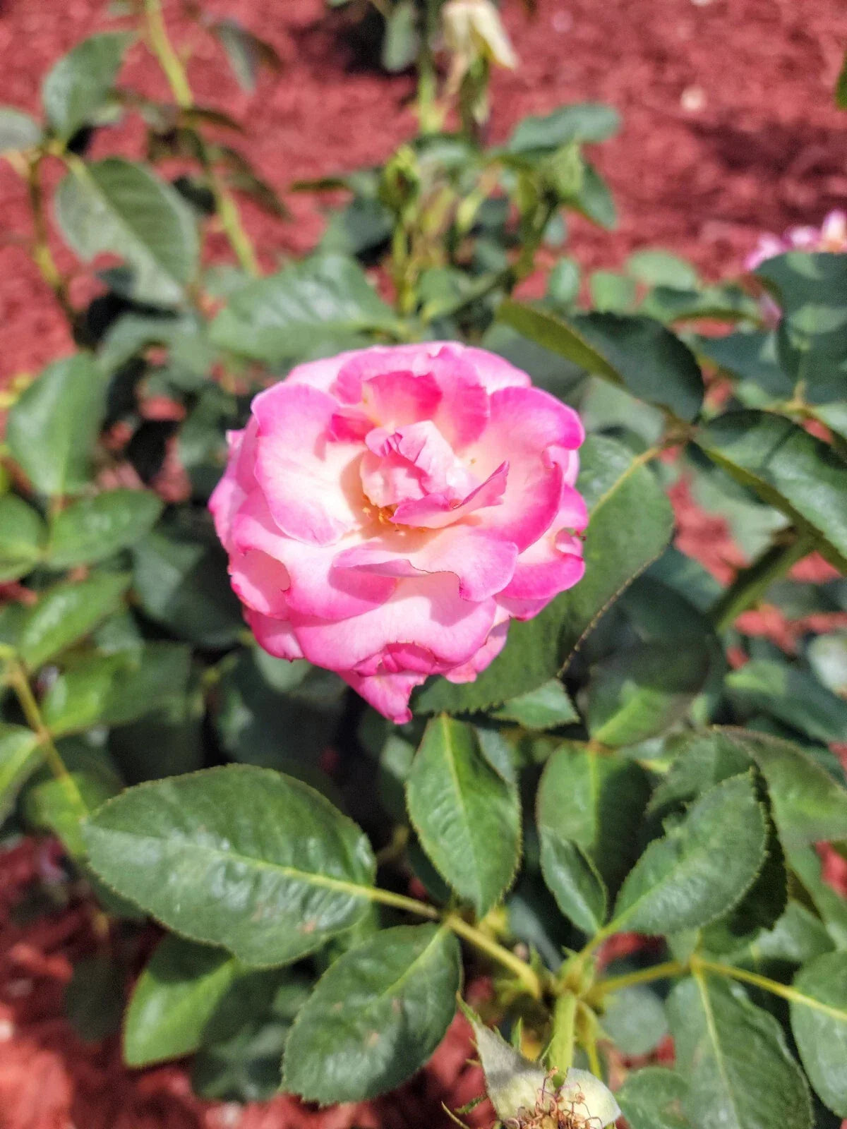 Cali Dreamin Rose Cuttings 4 Pack Garden Roses Rosa 'Cali Dreamin' Pink Bloom Propagation